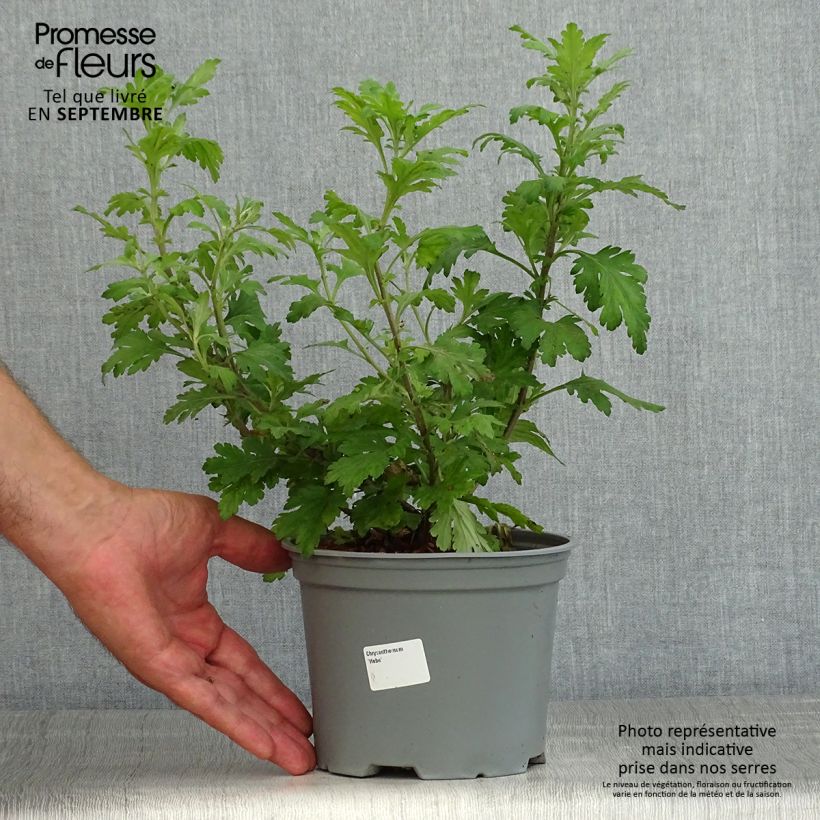 Spécimen de Chrysanthème des jardins Hebe - Chrysanthemum koreanum Pot de 2L/3L tel que livré en été