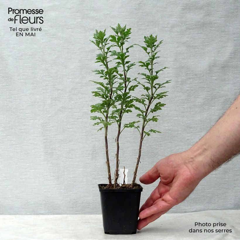 Spécimen de Chrysanthème des jardins Julia - Chrysanthemum (x) indicum Godet de 8/9 cm tel que livré au printemps