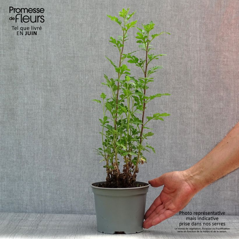 Spécimen de Chrysanthème des jardins Julia - Chrysanthemum (x) indicum Pot de 2L/3L tel que livré au printemps