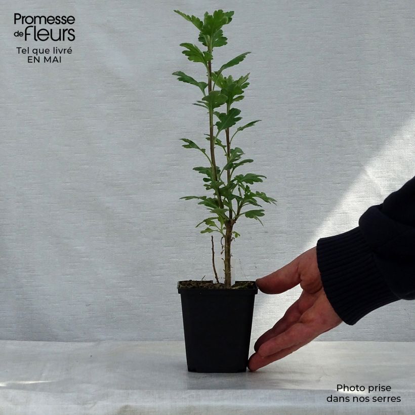 Example of Chrysanthème indicum Poésie - Marguerite d'automne Godet de 8/9 cm as you get in printemps