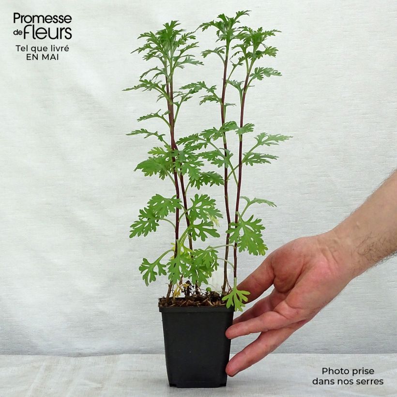 Spécimen de Chrysanthème rubellum Clara Curtis - Marguerite d'automne Godet de 8/9 cm tel que livré au printemps