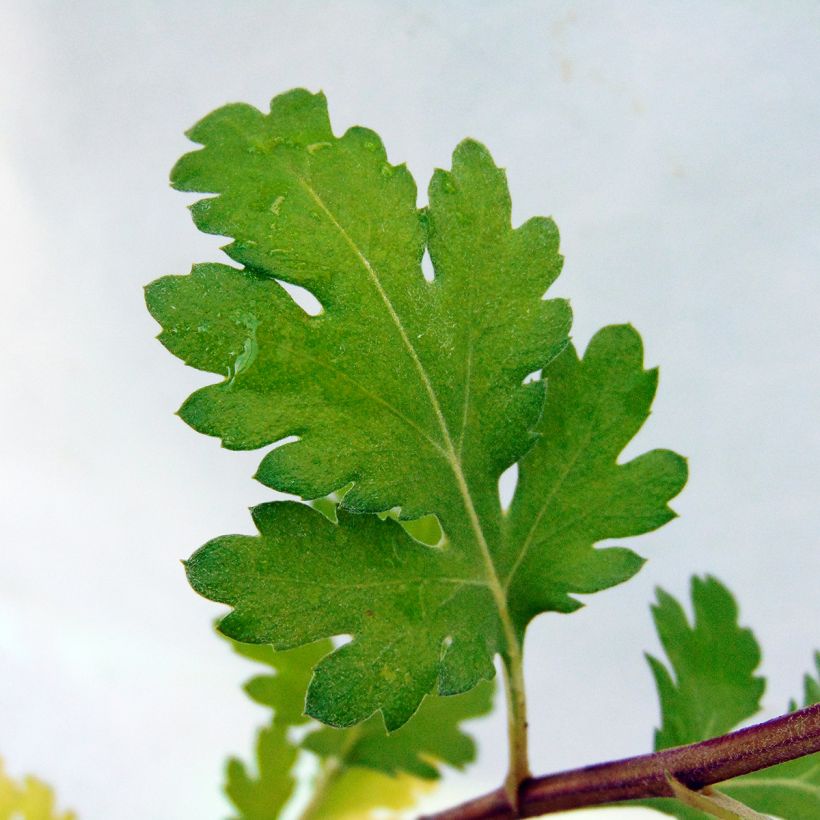 Chrysanthème rubellum Dernier Soleil - Marguerite d'automne. (Foliage)