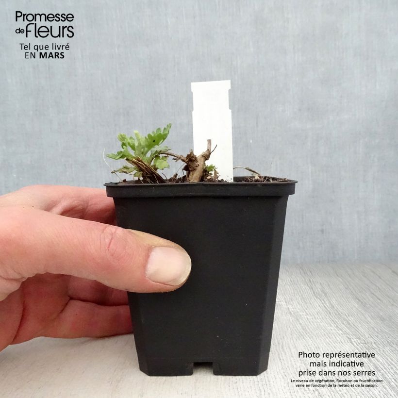 Example of Chrysanthème rubellum Dernier Soleil - Marguerite d'automne. Godet de 8/9 cm as you get in printemps