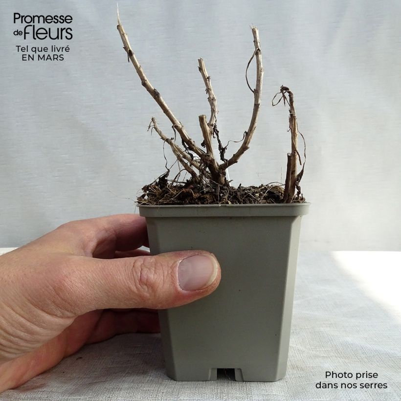 Example of Chrysanthème rubellum Mary Stoker - Marguerite d'automne Godet de 8/9 cm as you get in printemps