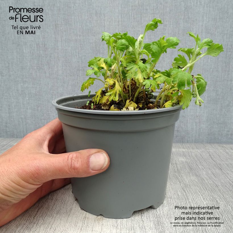 Example of Chrysanthème rubellum Mary Stoker - Marguerite d'automne Pot de 2L/3L as you get in printemps