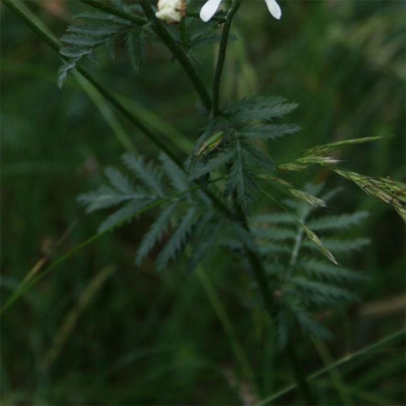 Chrysanthemum Tanacetum corymbosum (Feuillage)
