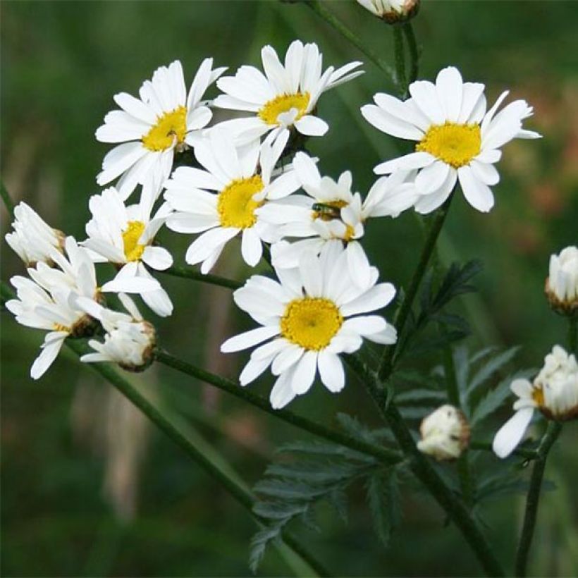 Chrysanthemum Tanacetum corymbosum (Floraison)
