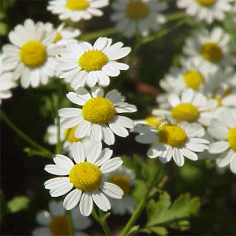 Chrysanthemum parthenium Aureum - Marguerite (Floraison)