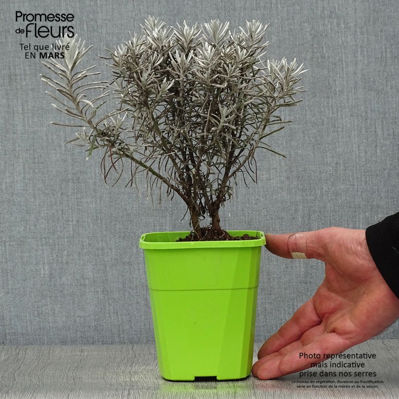 Example of Chrysocephalum apiculatum Korma - Immortelle  Pot de 1,5L/2L as you get in printemps