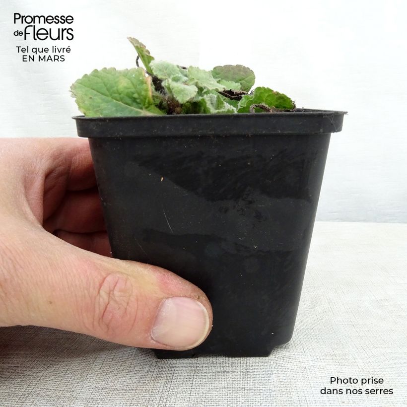 Example of Chrysogonum virginianum André Viette Godet de 8/9 cm as you get in printemps