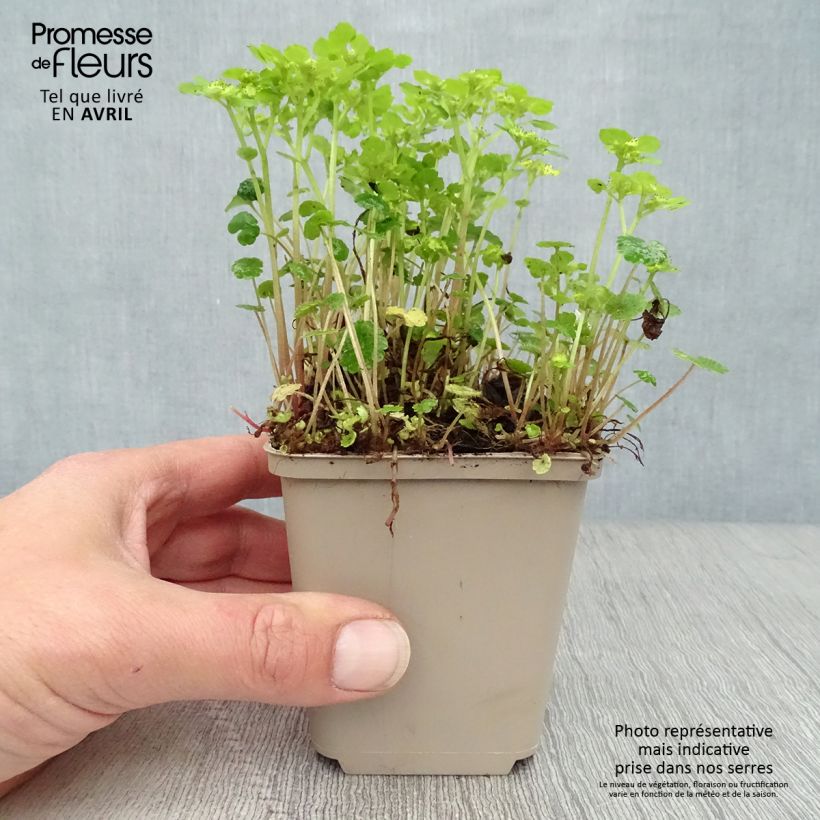 Example of Chrysosplenium alternifolium - Dorine à feuilles alternes, Cresson doré, Cresson de rocher Godet de 7/8 cm as you get in printemps