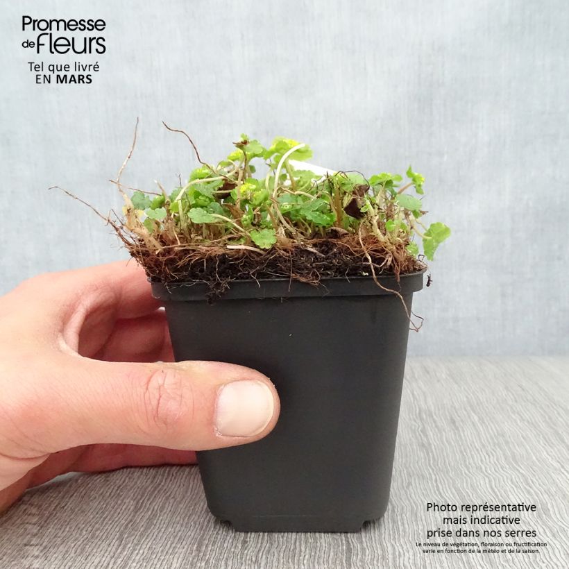 Spécimen de Chrysosplenium davidianum - Dorine Godet de 8/9 cm tel que livré au printemps