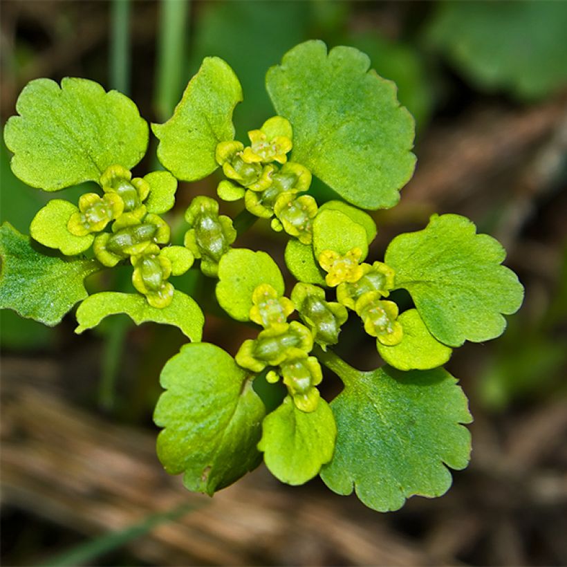 Chrysosplenium oppositifolium, Dorine (Flowering)
