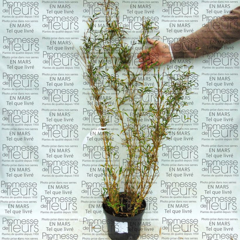 Exemple de spécimen de Chusquea couleou - Bambou des Incas Pot de 4L/5L tel que livré