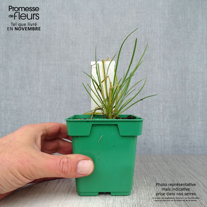 Spécimen de Ciboulail - Ciboule de Chine en plants Godet de 8/9 cm tel que livré en automne