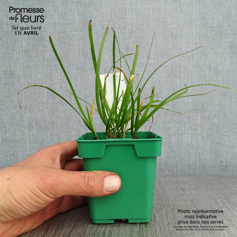 Example of Ciboulail - Ciboule de Chine en plants Godet de 8/9 cm as you get in printemps