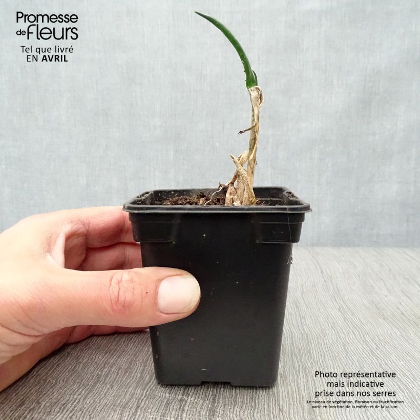 Example of Ciboule - Civette BIO Godet de 7/8 cm as you get in printemps