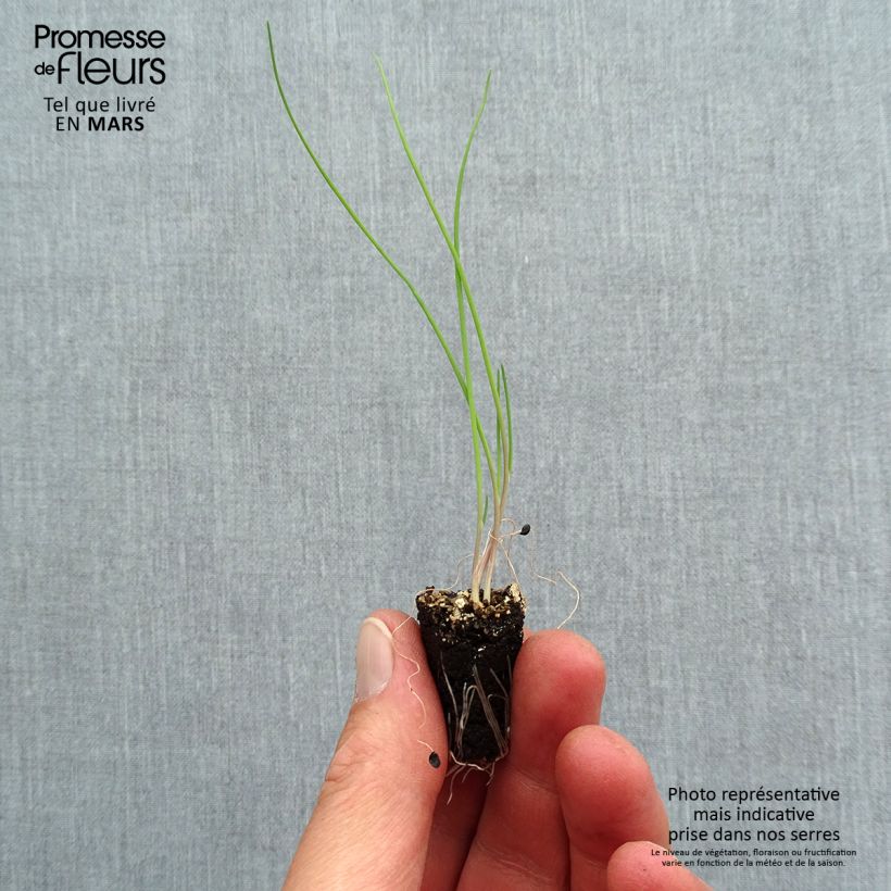 Example of Ciboule commune rouge en plants Mini-motte Ø 1,5/2,5 cm, Livré en plant vert d'une hauteur de 5 à 10 cm as you get in printemps