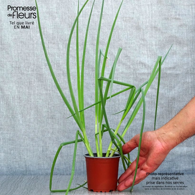 Example of Ciboule commune rouge en plants Pot de 10 cm/11cm as you get in printemps