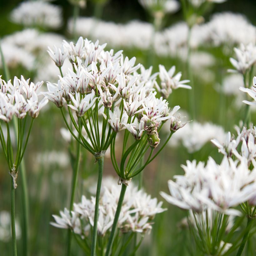 Ail odorant - Allium ramosum (Flowering)