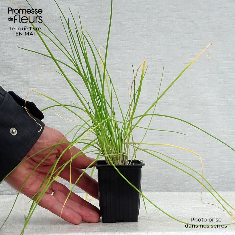 Example of Ciboulette - Civette Godet de 8/9 cm as you get in printemps