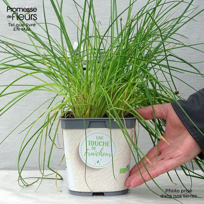 Example of Ciboulette - Civette en plant BIO Pot de 2L/3L as you get in printemps