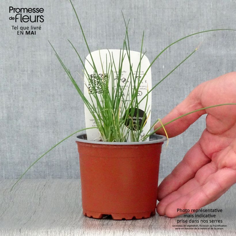 Example of Ciboulette - Civette en plant BIO Pot de 10 cm/11cm as you get in printemps