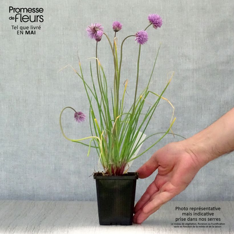 Example of Ciboulette Rising Star - Allium schoenoprasum Godet de 8/9 cm as you get in printemps