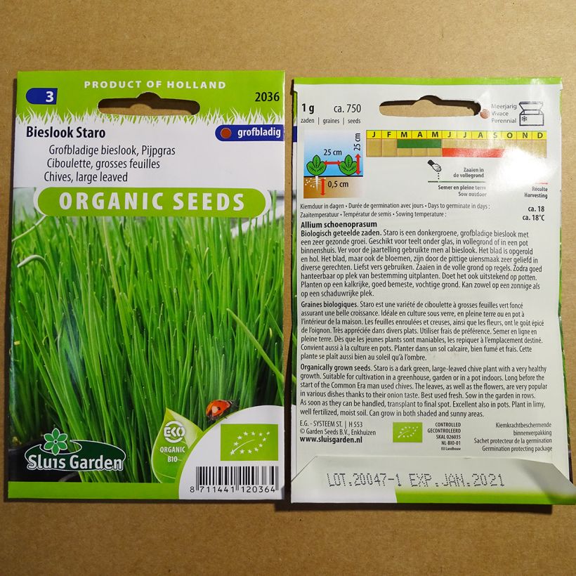 Exemple de spécimen de Ciboulette Staro à grosses feuilles Bio le sachet de 750 graines environ (1g) tel que livré