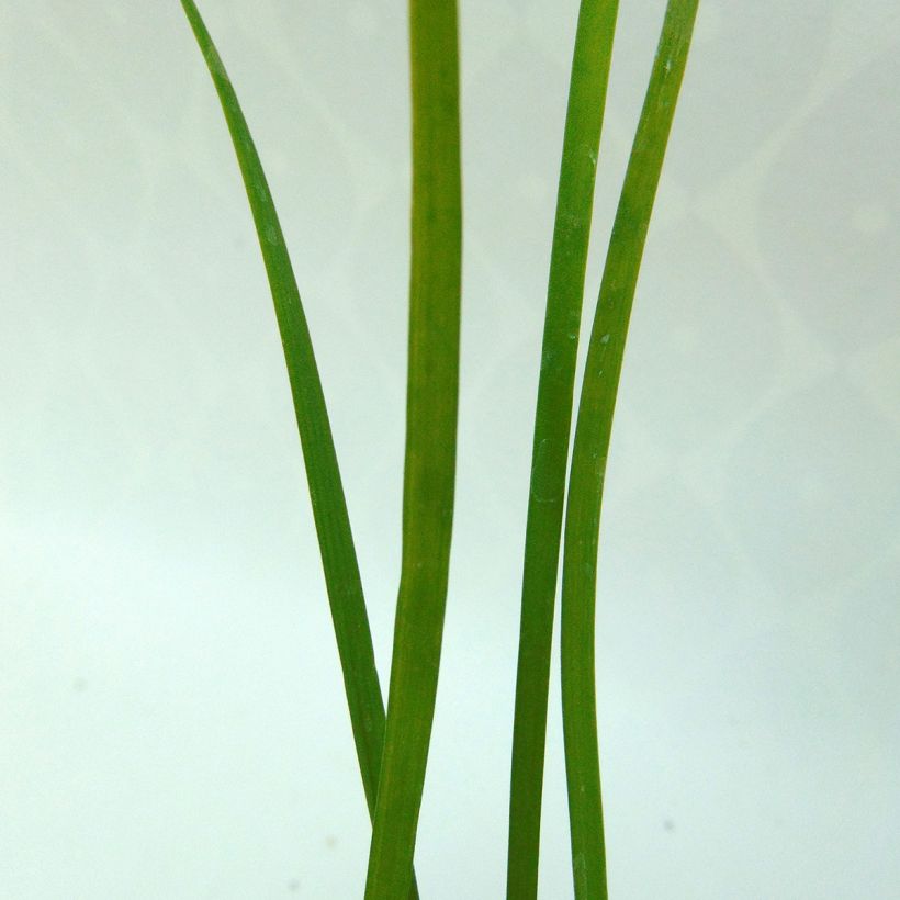 Ciboulette de Chine - Allium tuberosum (Foliage)