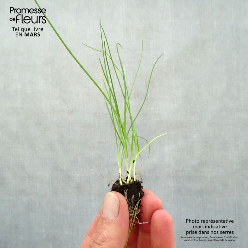 Example of Ciboulette fine en plants Mini-motte Ø 3/4 cm, Livré en hauteur de 5 à 10 cm as you get in printemps