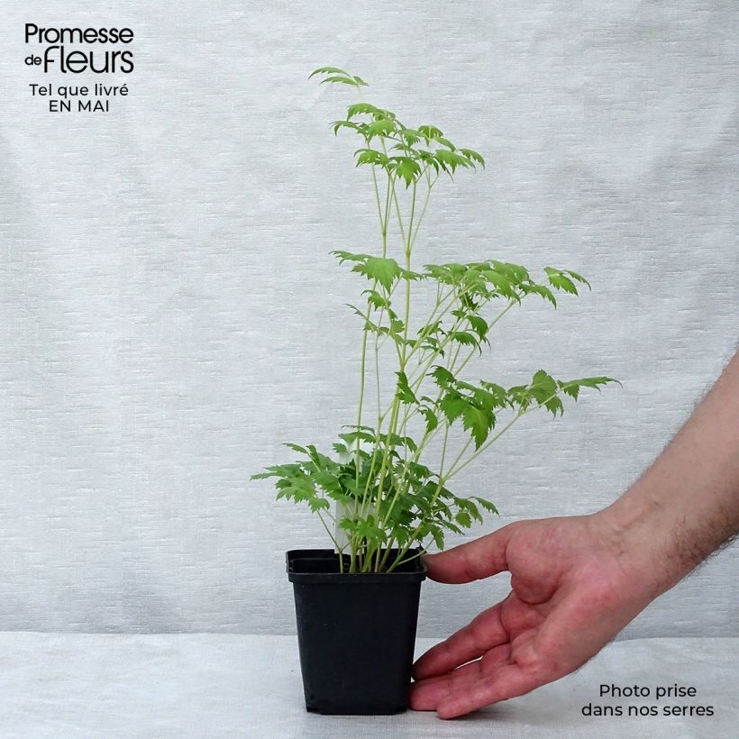 Example of Cierge d'argent, Cimicifuga, Actaea matsumurae White Pearl Godet de 8/9 cm as you get in printemps