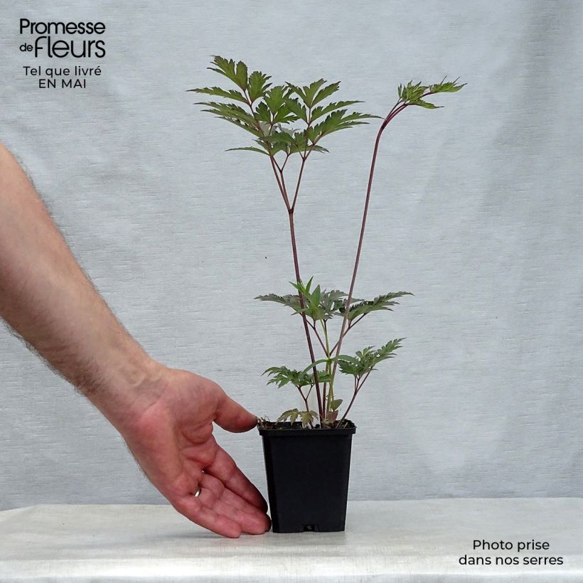 Example of Cierge d'argent - Cimicifuga, Actaea simplex Atropurpurea Godet de 8/9 cm as you get in printemps