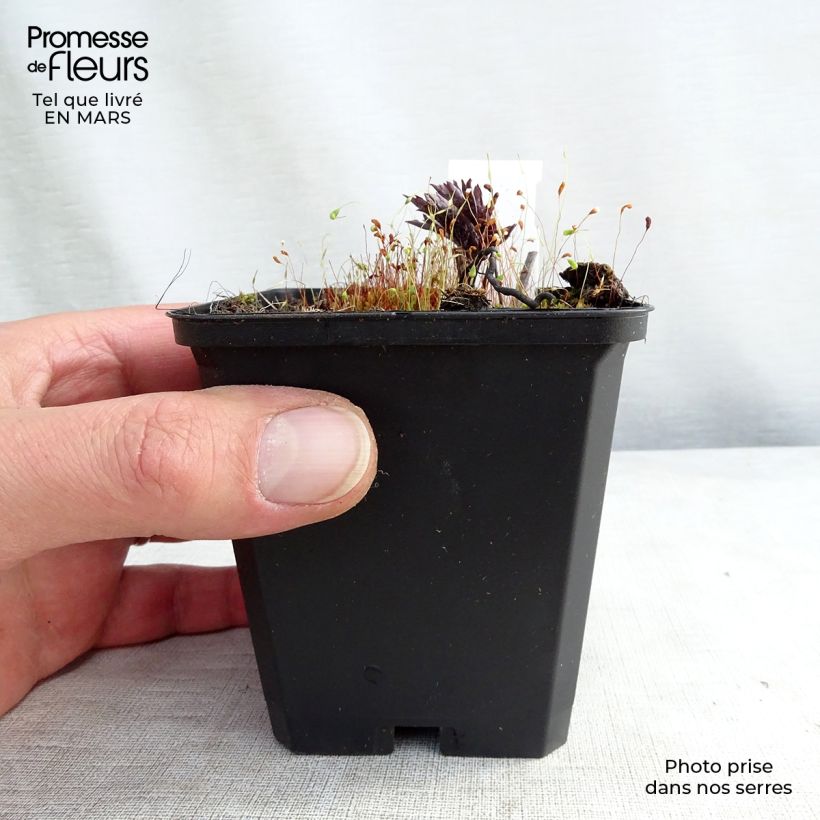 Example of Cierge d'argent, Cimicifuga, Actaea simplex Brunette Godet de 8/9 cm as you get in printemps