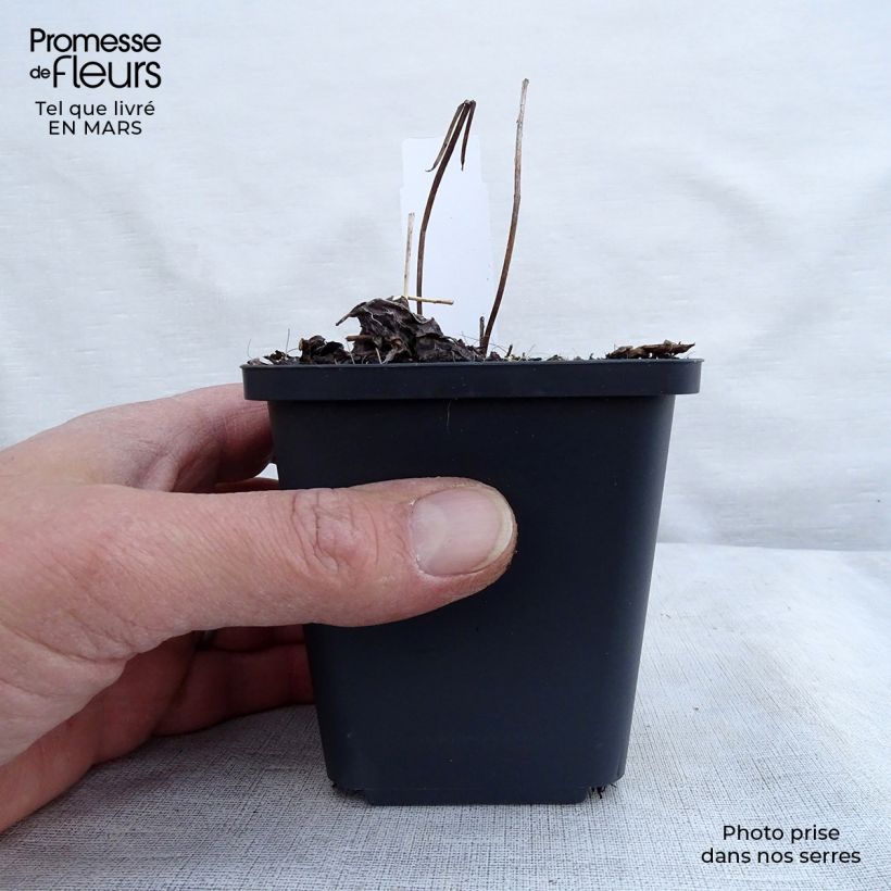 Example of Cierge d'argent, Cimicifuga simplex Pink Spike Godet de 8/9 cm as you get in printemps