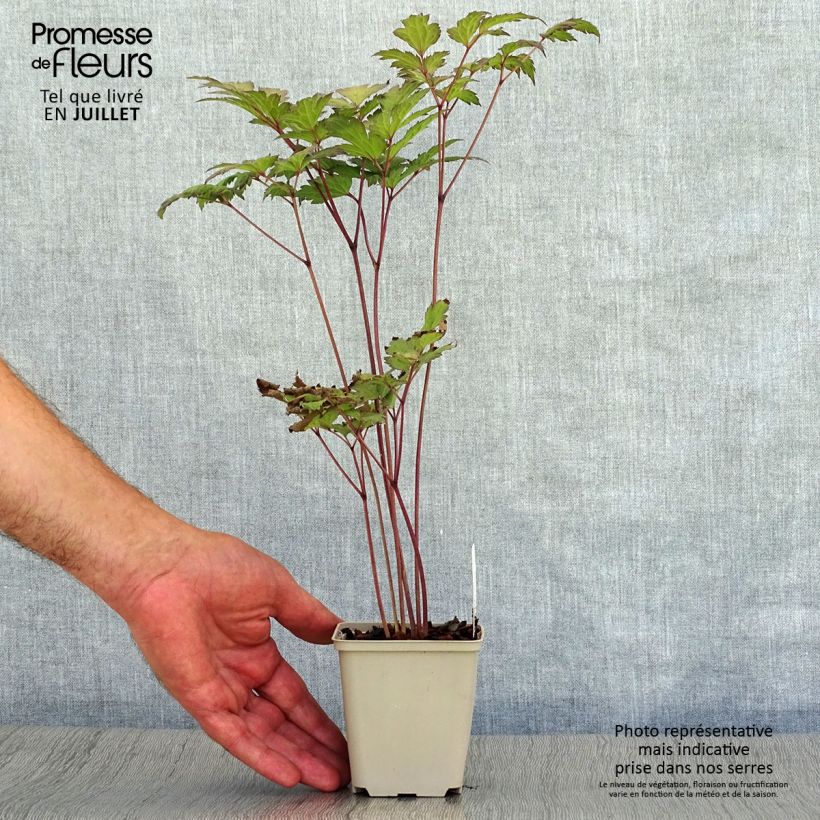 Spécimen de Cierge d'argent - Cimicifuga, Actaea simplex Atropurpurea Godet de 8/9 cm tel que livré en été
