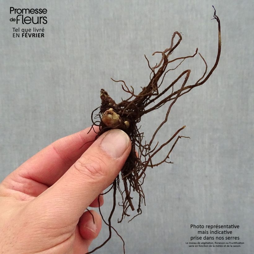 Example of Cierge d'argent - Cimicifuga, Actaea simplex Chocoholic Racines nues, Qualité premium as you get in hiver