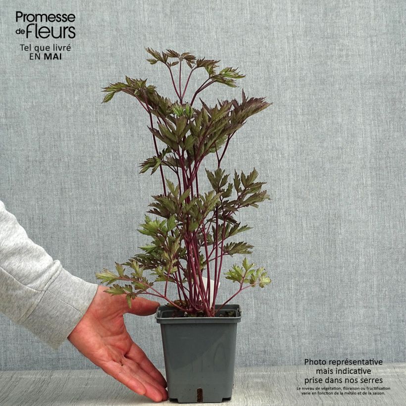 Example of Cierge d'argent, Cimicifuga Black Negligee Pot de 1L/1,5L as you get in printemps