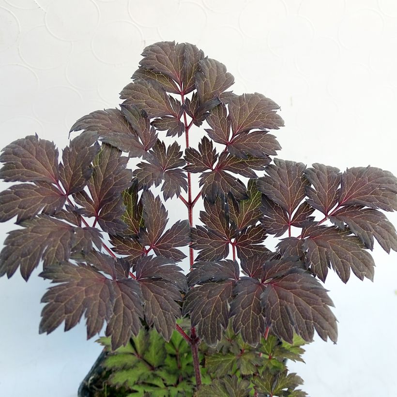 Cimicifuga James Compton - Actaea simplex (Foliage)