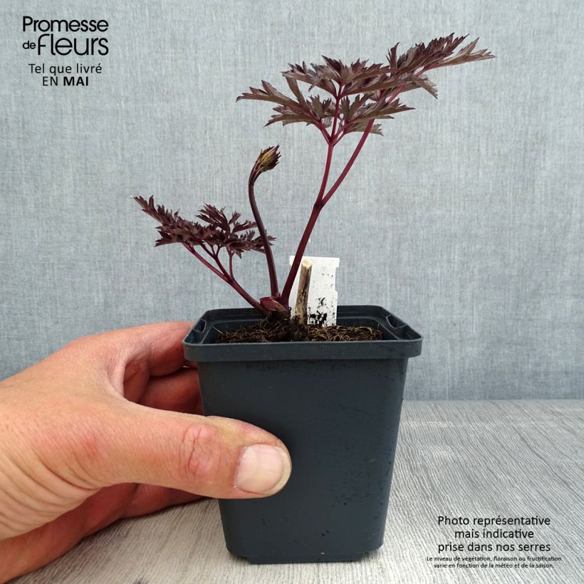 Example of Cimicifuga James Compton - Actaea simplex Godet de 8/9 cm as you get in printemps