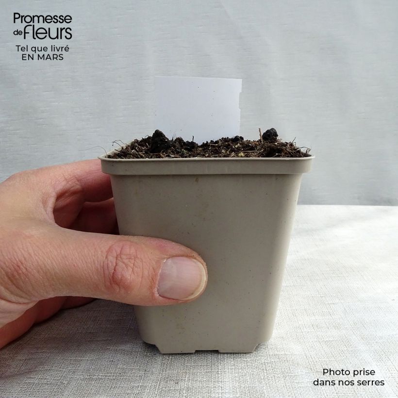 Example of Cimicifuga racemosa - Cierge d'argent Godet de 8/9 cm as you get in printemps