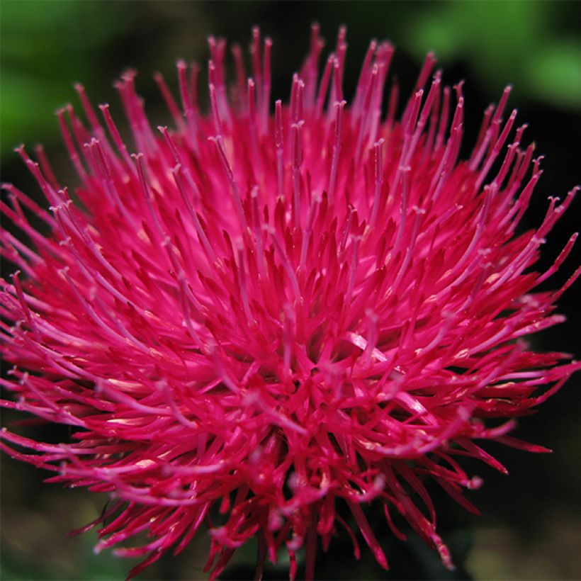 Cirsium japonicum Rose Beauty - Cirse du Japon (Flowering)