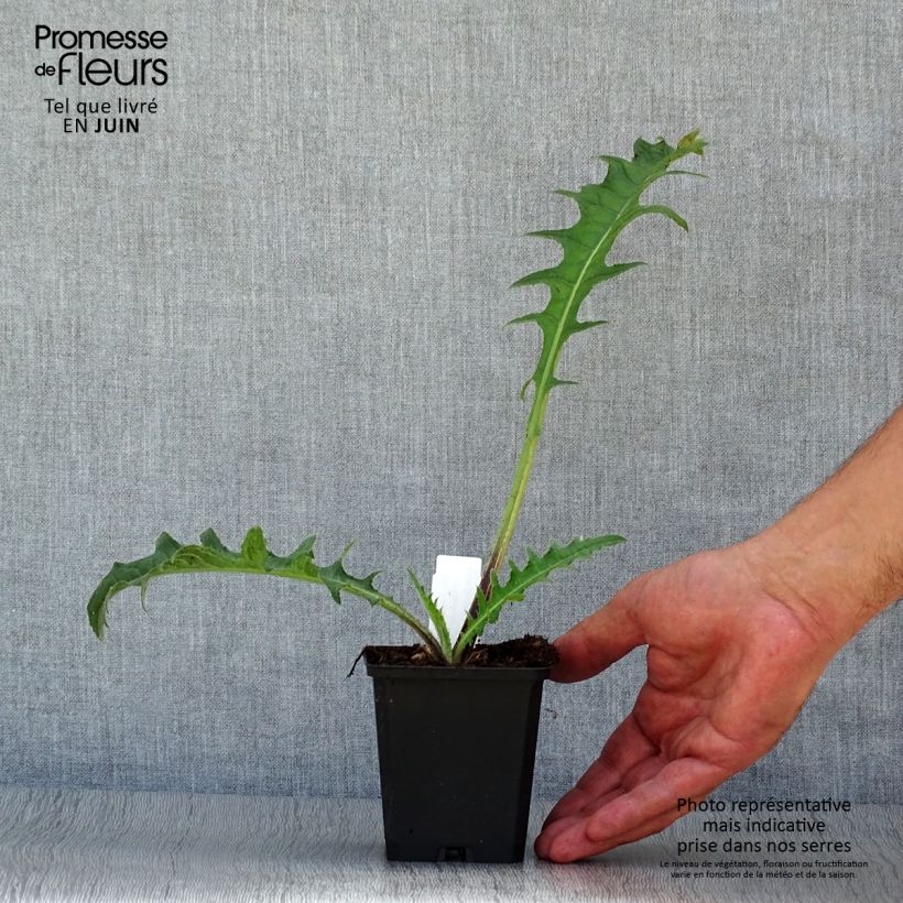 Spécimen de Cirsium rivulare Atropurpureum - Cirse des rives Godet de 8/9 cm tel que livré en été