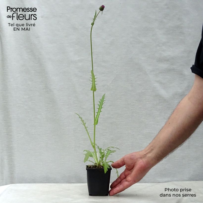 Spécimen de Cirsium rivulare Atropurpureum - Cirse des rives Godet de 8/9 cm tel que livré au printemps