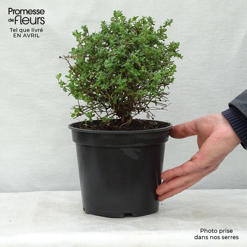 Example of Ciste obtusifolius - Cistus obtusifolius Pot de 2L/3L as you get in printemps
