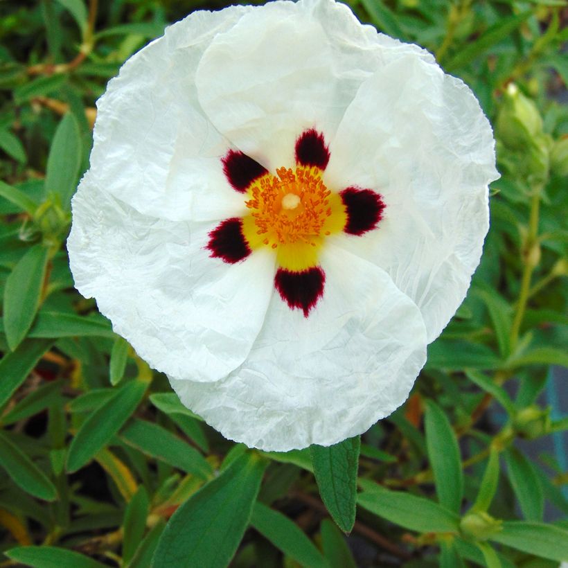Cistus Alan Fradd - Ciste pourpre à fleurs blanches. (Flowering)