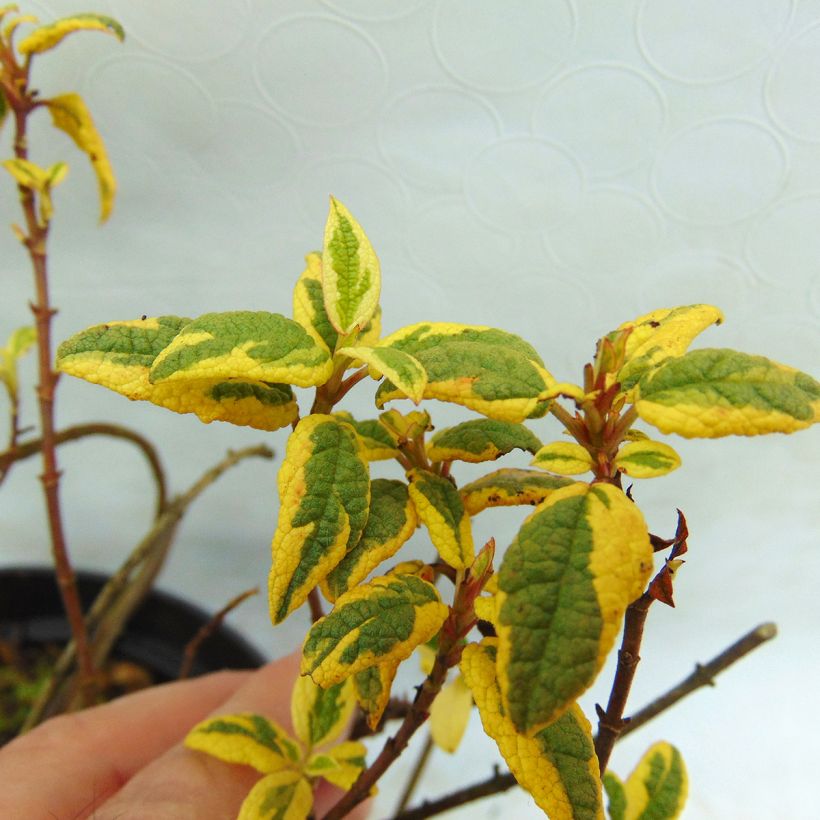 Cistus corbariensis Rospico - Ciste des Corbières panaché. (Feuillage)