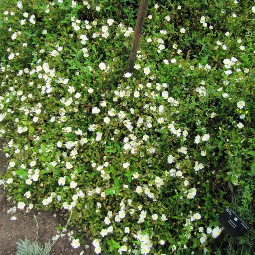 Ciste obtusifolius - Cistus obtusifolius (Plant habit)