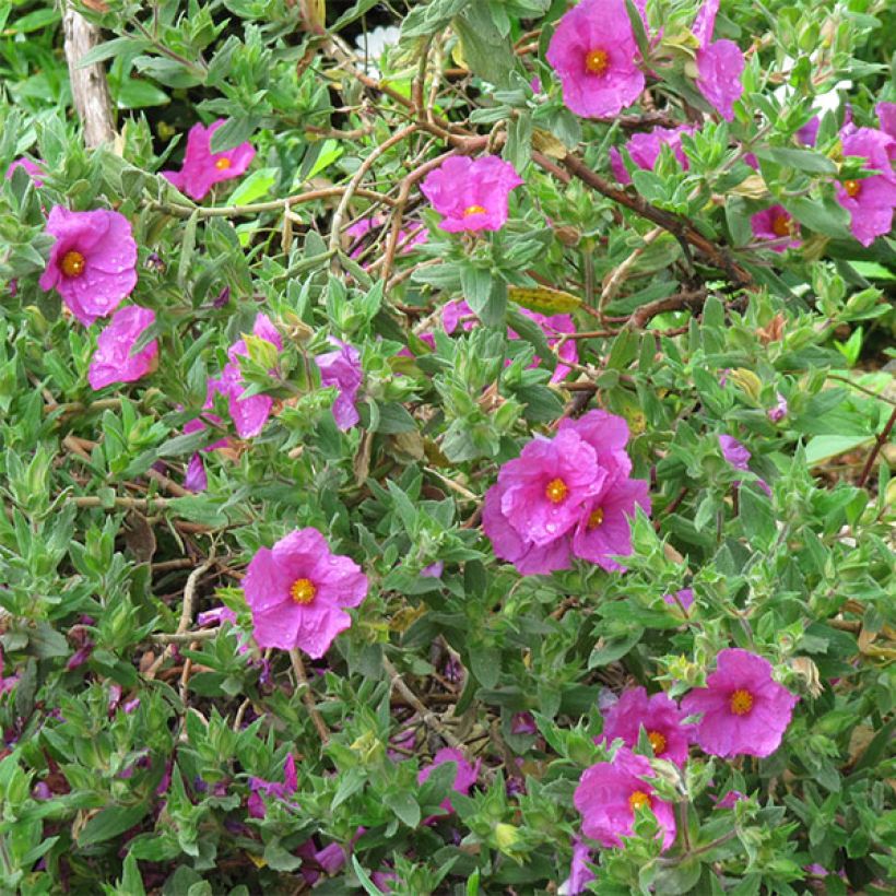 Cistus pulverulentus - Ciste pulvérulent (Flowering)