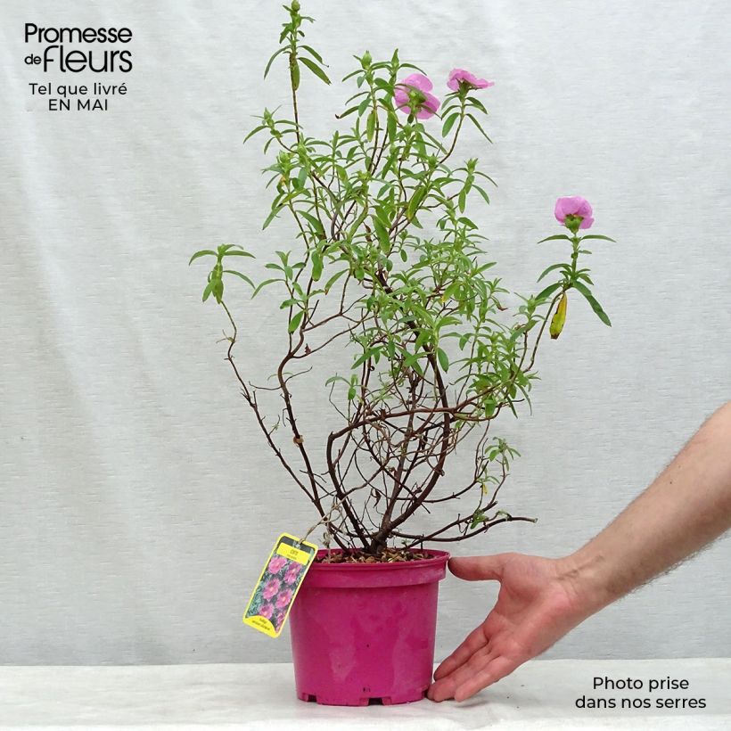 Example of Cistus pulverulentus - Ciste pulvérulent Pot de 2L/3L as you get in printemps